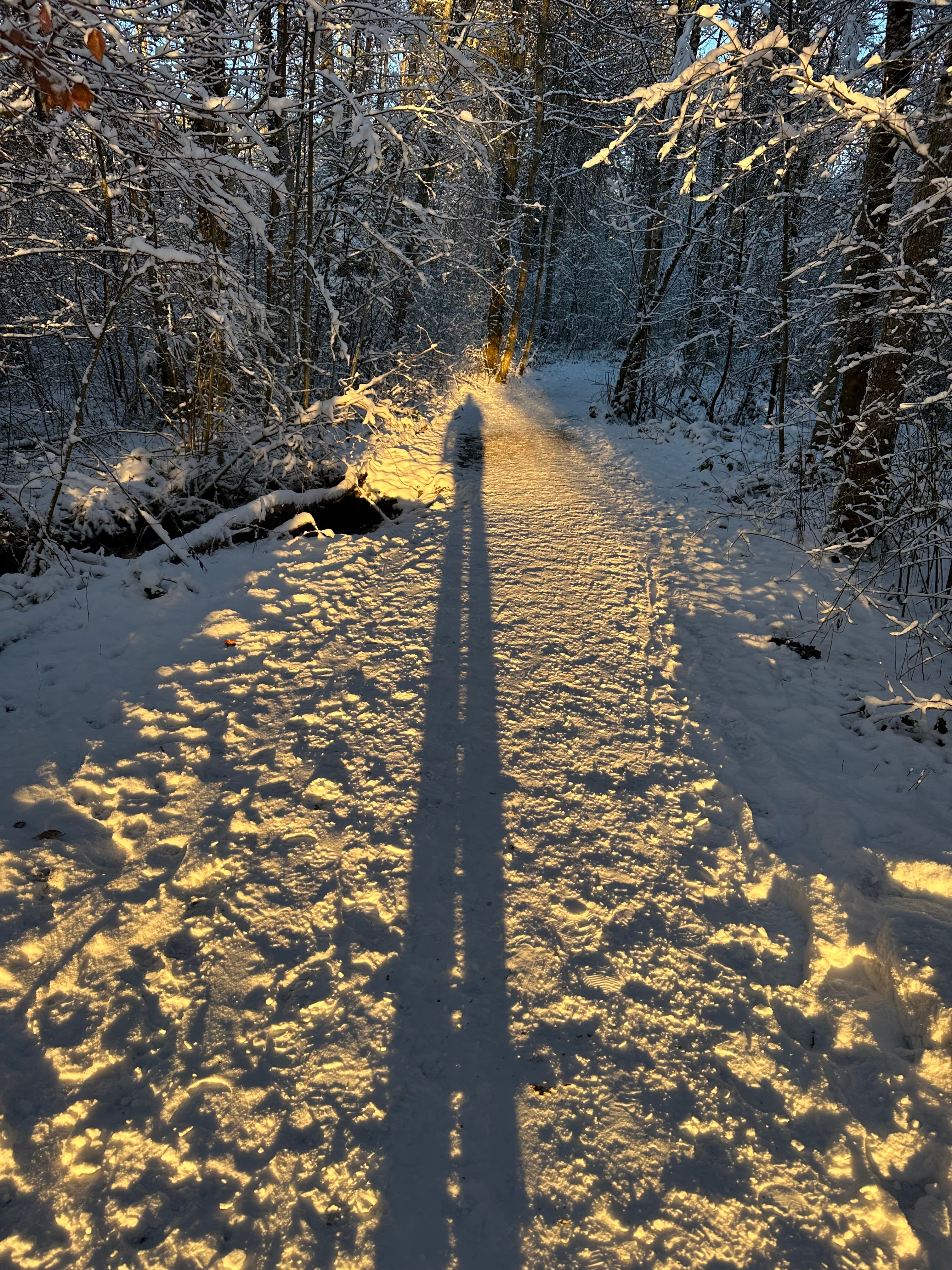 tobelweiher pfäffikon